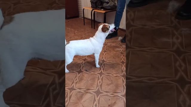 Jack Russell Terrier Polly before and after trimming. ?Джек рассел Полли до и после тримминга.