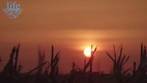 ТЕХНИКА  NEXAT: НОВЫЙ РЕВОЛЮЦИОННЫЙ  ТРАКТОР ( КОМБАЙН ) МОЩНОСТЬЮ  1100 Л.С. Сбор урожая в УКРАИНЕ