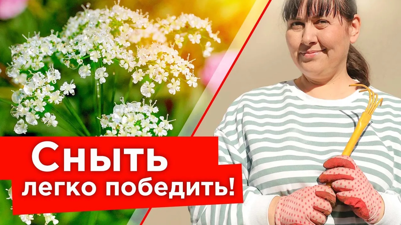 СНЫТЬ ИСЧЕЗНЕТ С УЧАСТКА! Как бороться со снытью и что делать, если никак не удается ее победить_