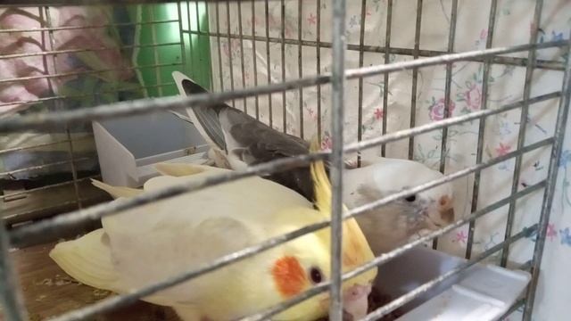 Странное поведение самца Кореллы ? смотреть онлайн