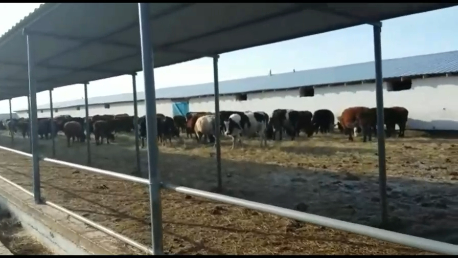 300 ГОЛОВ БЫКОВ НА УБОЙ. Продажа бычков на убой после откорма +79063333941 смотреть онлайн