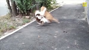 Коты дерутся котёнок в шоке