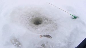 по глубокому снегу на мотособаке -поедет или нет , сгоняли на рыбалку.