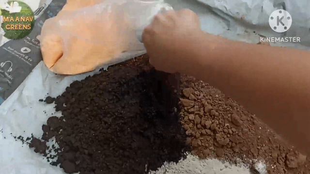 Pandanas plant care and repotting #pandanas #screwpine смотреть онлайн