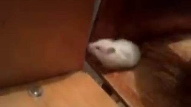 маленькие забавные хомяки