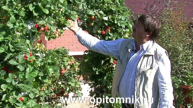 Ремонтантная клубника Елизавета 2. Вертикальная арка своими руками