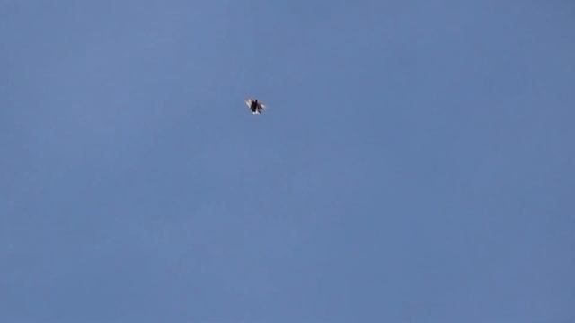 11.11.21г. Голуби у Рюмшина Сергея. смотреть онлайн