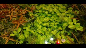 NATURE AQUARIUM (ПРИРОДНЫЙ АКВАРИУМ 90 ЛИТРОВ НА РАБОЧЕМ СТОЛЕ)