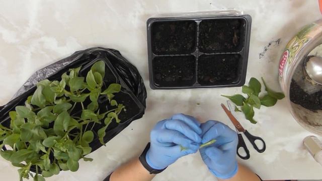 Мастер-класс "Черенкование петунии" Галкина Л.В смотреть онлайн