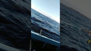 Онега / Амур 3 / STRIKER 4 / окунь на воблер. Обкатка Hidea HDFE 60 (Хайди)