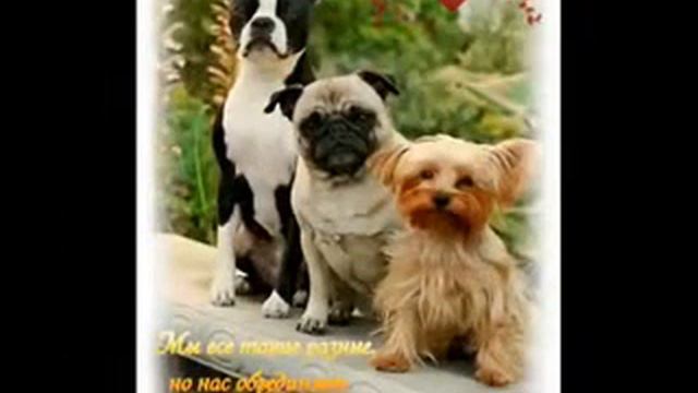 Настоящие друзья смотреть онлайн