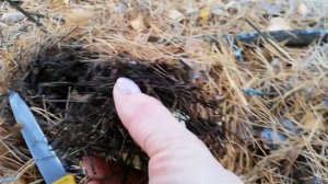 РЯДОВКА ЗЕЛЕНАЯ. ЗЕЛЕНУШКА.(Tricholoma equestre)