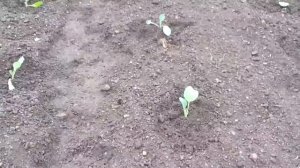 Это важно! Снимаем укрытие с капусты.