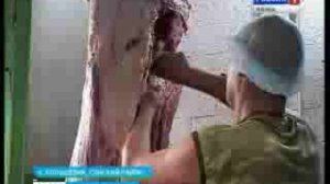 Убой скота(www.gtrk-vyatka.ru)