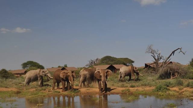 Kilima Safari Camp - Amboseli - Kenya смотреть онлайн