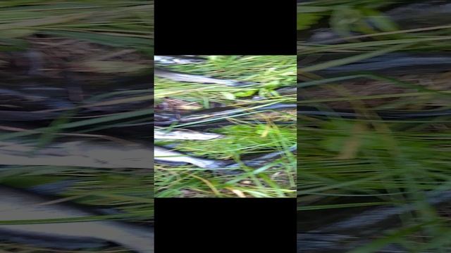 Улов Сомов смотреть онлайн