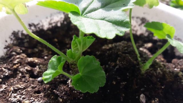 Когда зацветает черенок пеларгонии? Первое видео в 2021! смотреть онлайн