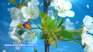 Футаж 4 класс Прощай начальная школа