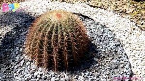 Детям о природе: Кактус