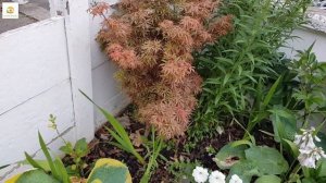 Everyone who pass by this Stunning Front yard flower Garden cum mini orchard tour says WOW!