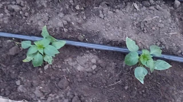 Это средство стимулирует рост корневой системы. смотреть онлайн