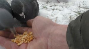 Гульки мои любимые кормятся под домом