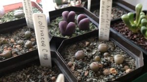 Кактусы зимой. Начало. Как можно устроить зимовку кактусов.