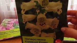 Ирисы голландские