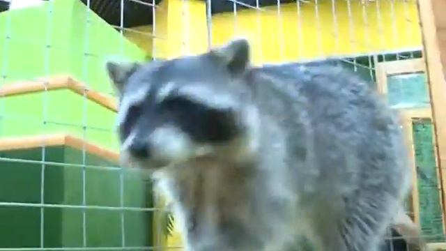 Азбука потребителя 18.02.2016 смотреть онлайн