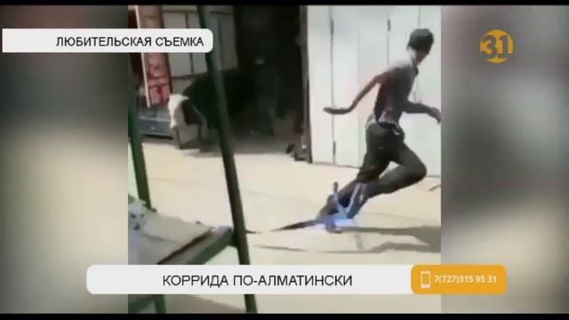 Разъяренный бык устроил погром на рынке в Алматинской области смотреть онлайн