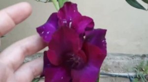 Gladiolus Black sea