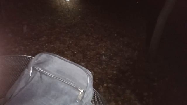 Дикие лисы в Кузьминском парке Москвы - кормим салом. смотреть онлайн