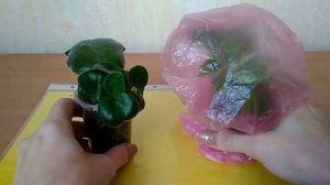 Лист фиалки в тепличке и без  -  результаты укоренения и "детки".