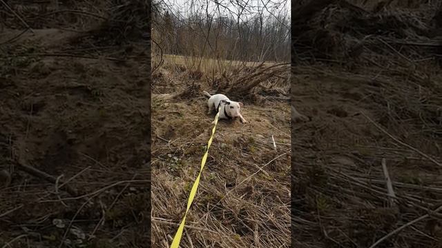 Булька бесится смотреть онлайн