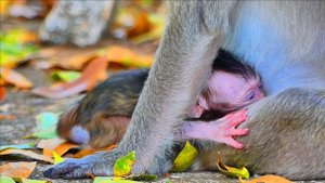OMG! Newborn baby is hungrily new mom leave her little baby on the ground maybe she is tired to car
