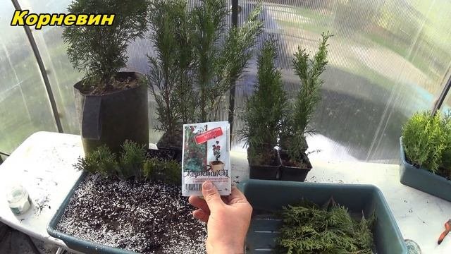 Размножение Туи. Клонирование. Вегетативный способ. Черенкование.
