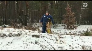 Охрана, защита, послушание, работа в лесу на песчаном карьере, малинуа Один (1год), клуб DogWin.