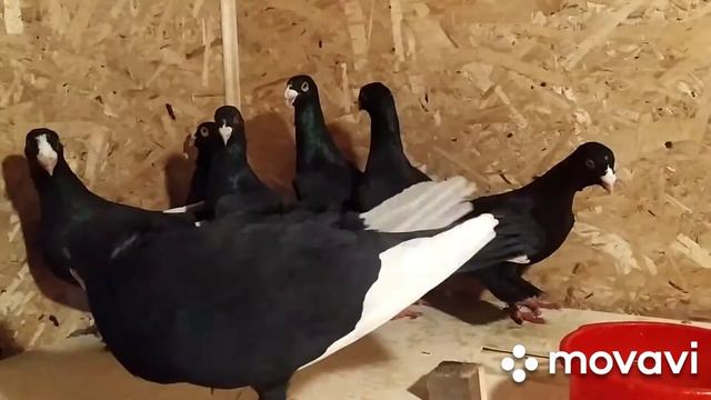 #Предоставляем,услуги,перевозка,живности#!!!ЛиванПо России ,Казахстан,Кыргызстан, Узбекистан!!! смотреть онлайн