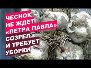 Чеснок не ждет "Петра Павла" - созрел и требует уборки When to Harvest Winter Garlic