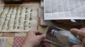 ПЕРВАЯ ПИКИРОВКА СЕЯНЦЕВ