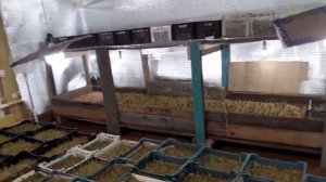 Выгонка тюльпанов к 8 Марта! Начало выгонки. 24.01.21