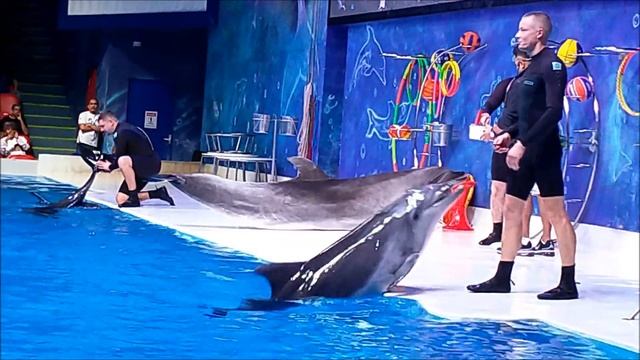 Best of Dubai Dolphin Show at Dubai Dolphinarium - 2020 смотреть онлайн