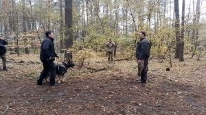 ANGEL LAST HATHY Ukraine. German shepherd dog working line. Немецкая овчарка рабочего разведения.