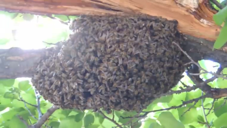 пчелиный рой аудиокнига