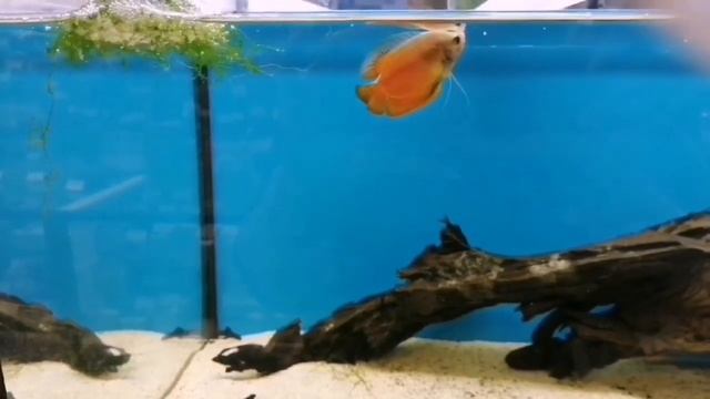 Как лялиус строит гнездо для нереста. смотреть онлайн