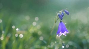 В чужих городах в разных спальнях они засыпают