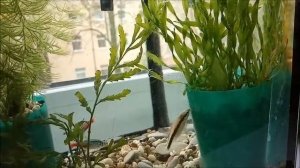 Сиамский водорослеед  Мой опыт.