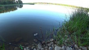 Ловлю КАРПОВ на поплавок!