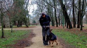 ДРЕССИРОВКА НЕМЕЦКОЙ ОВЧАРКИ | КОМАНДА С ПРАВА |ДРЕССИРОВКА СОБАК | С НЕМЕЦКОЙ ОВЧАРКОЙ УЧИМ КОМАНД