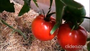Как растет сорт "Золотой лимон" и "Польская слива тети Сварло"